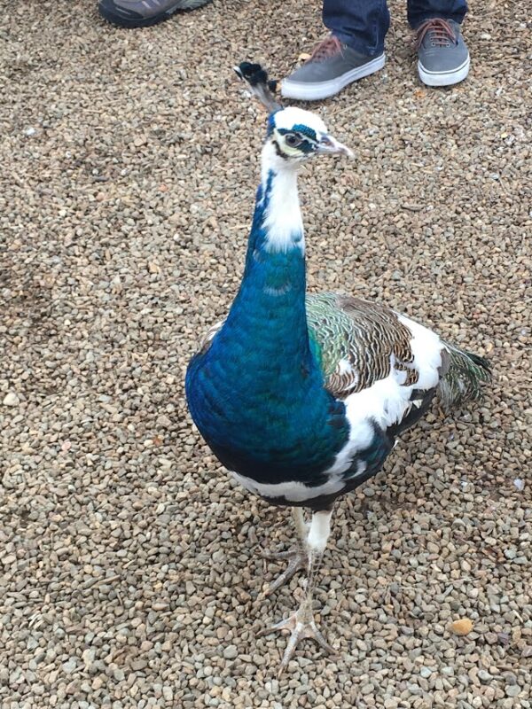 White-Blue Peacock in Sunshine Coast Bird Park