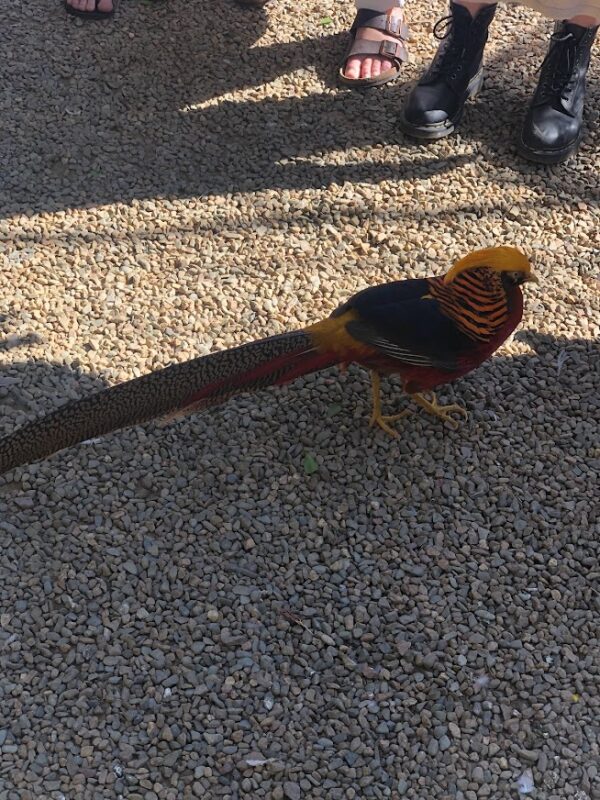 Golden Pheasant 