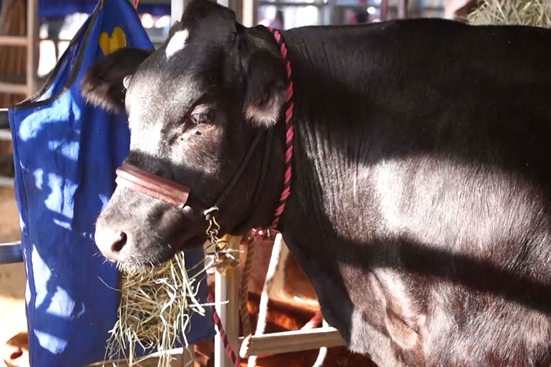 Sunshine Coast Agricultural Show