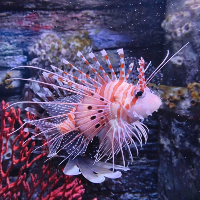 SEA LIFE Sunshine Coast Aquarium