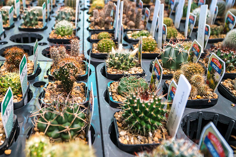 Cacti Competition Nambour Garden Expo