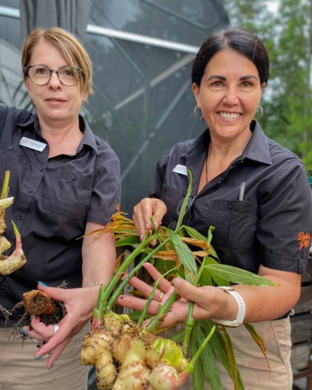 Queensland ginger freshly harvested