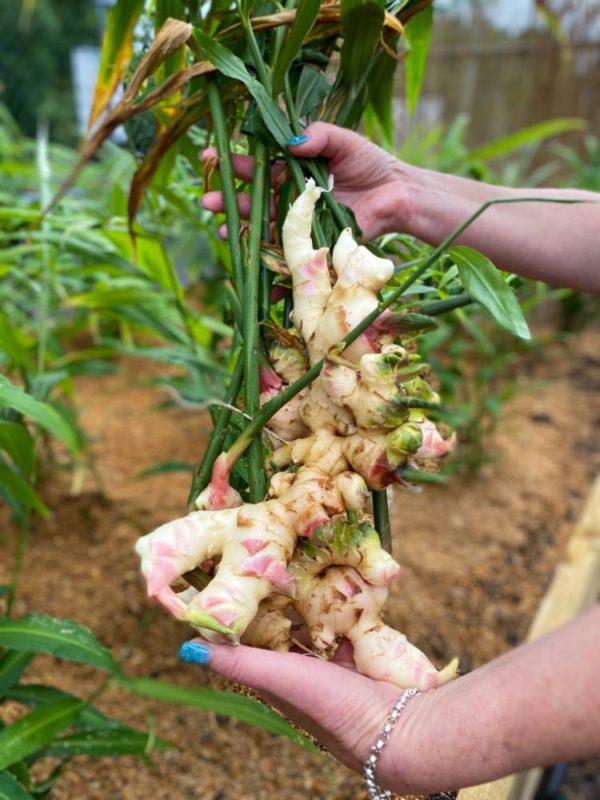 Ginger production