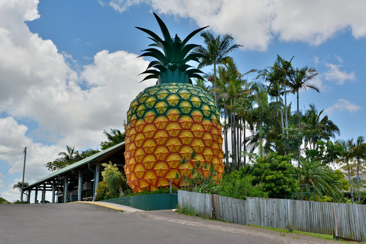 Big Pineapple Woombye