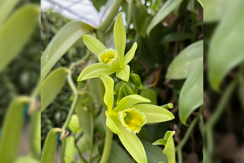 Vanilla Vine, Sunshine Coast, 