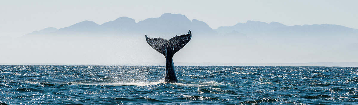 Mooloolaba Whale Watching