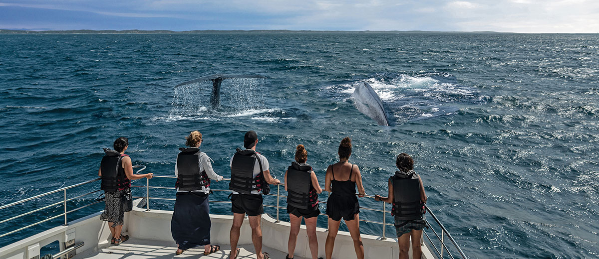 Whale Watching Tour