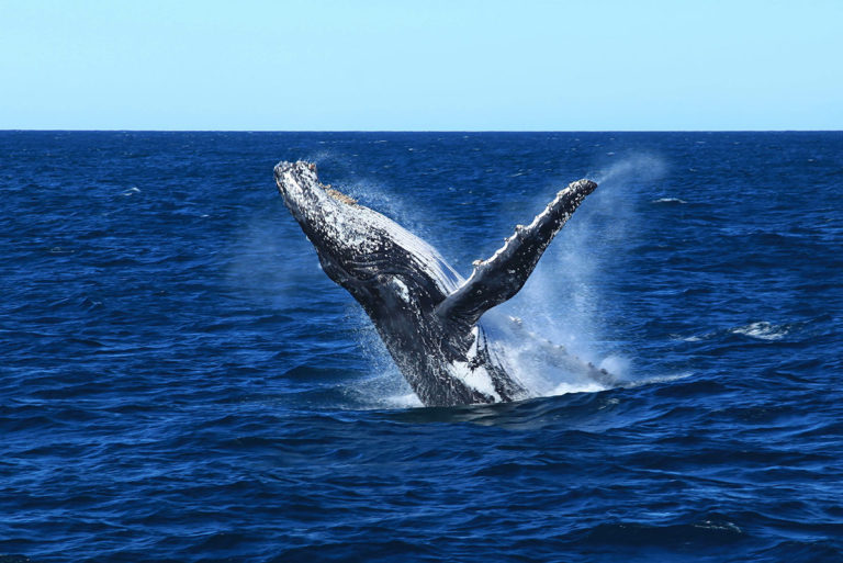 Whale Watching Mooloolab